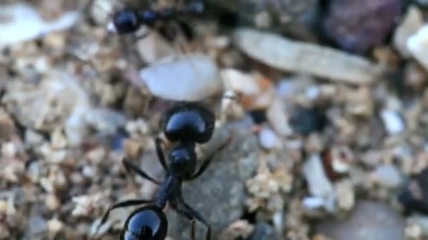 Creeping large ant, macroshooting — Stock Video