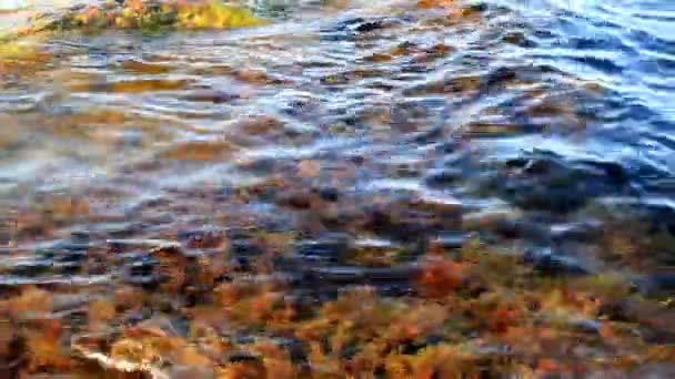 Sea waves on shoal and an alga — Stock Video