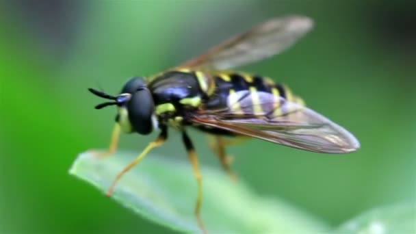 Wespe (Biene) weitgehend auf einem Blatt. — Stockvideo