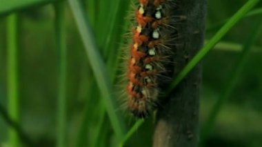 tırtıl yolu bir ağaç üzerinde