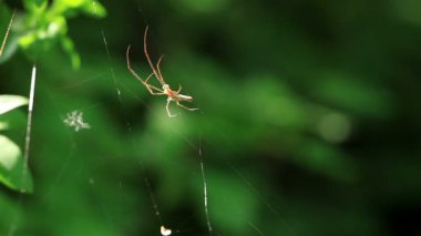 küçük örümcek web