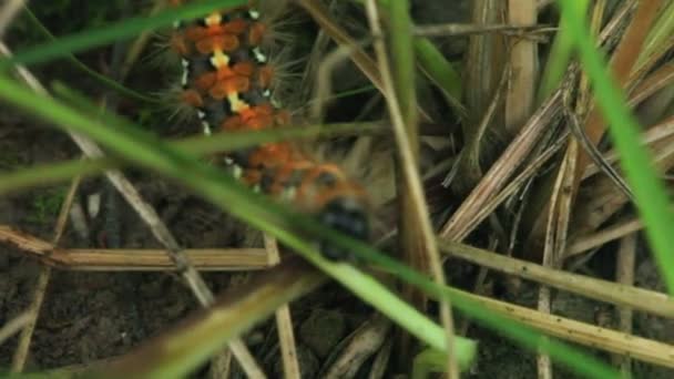 Macroshooting d'une chenille rampante — Video