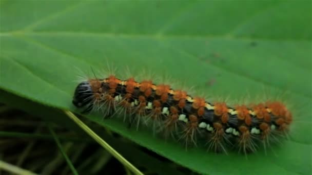 Caterpillar creeps on a green leaf. Macro — Stock Video