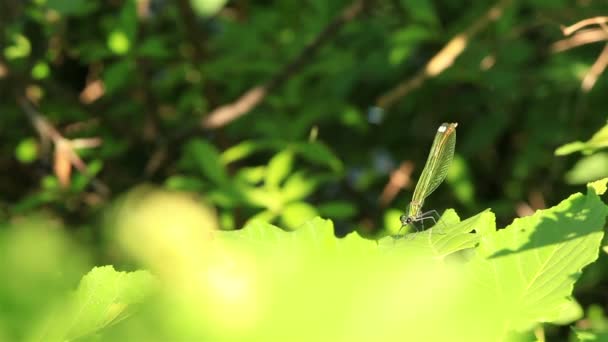Öğleden sonra yeşil yaprak üzerinde yeşil yusufçuk — Stok video