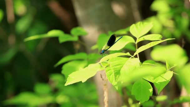 Dragonfly sitter på ett blad och avgår — Stockvideo