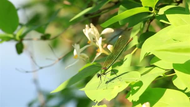 Dragonfly close-up op een groen blad — Stockvideo