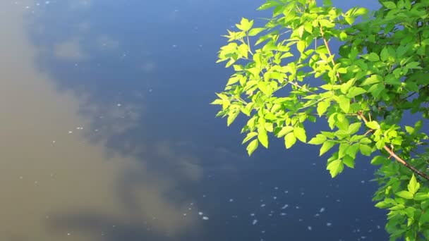 Větev stromu nad vodou, zazářila slunce — Stock video