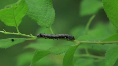 siyah caterpillar dal üzerinde sürünen. Makro