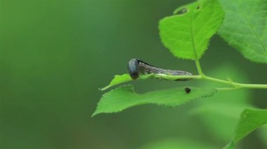 karanlık caterpillar yaprak yer. Makro