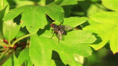 yeşil yaprak üzerinde uçmak. Makro