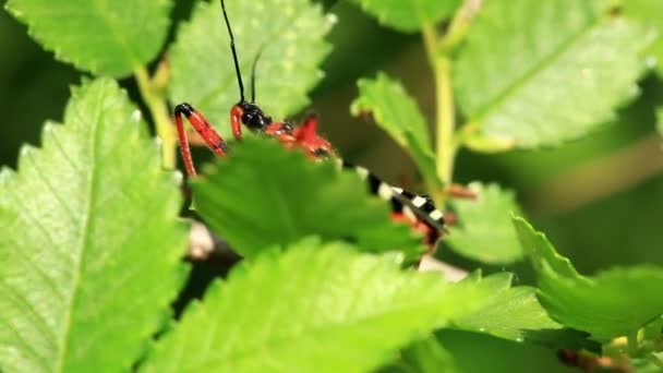 Пятнистый жук движется по листу — стоковое видео