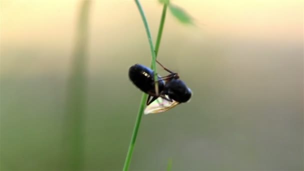 Ameise mit Flügeln bewegt sich auf einer Klinge — Stockvideo