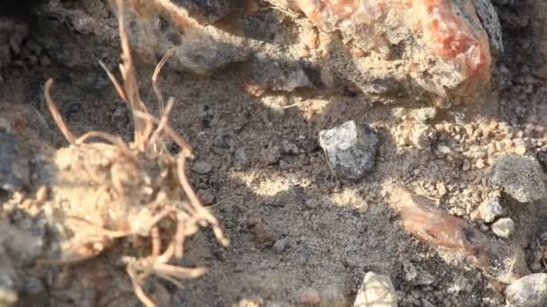 A formiga arrasta uma pedra. Macro — Vídeo de Stock