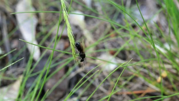 Hormiga grande con alas en una hoja — Vídeo de stock