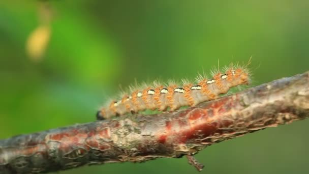 Caterpillar horisontellt smyger på ett träd — Stockvideo