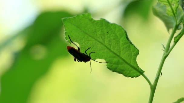 Bug sentado en una hoja con bigotes — Vídeos de Stock