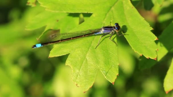 la libellule bleue est assise sur une feuille verte 