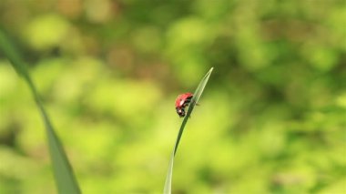 uğur böceği çimenlerin üzerinde sürünür