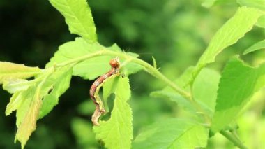 bir dal üzerinde sürünen tırtıl