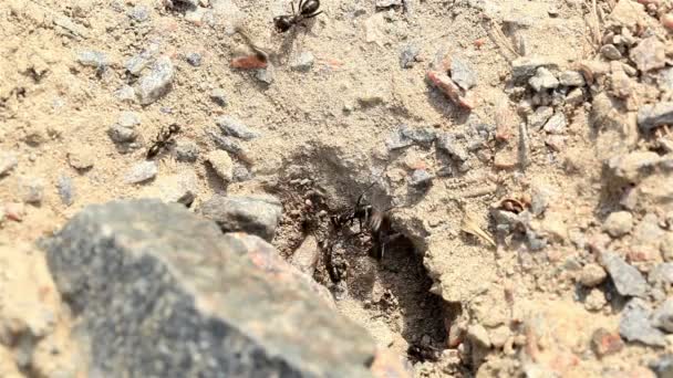 Formigas tirar a terra de uma colina de formiga — Vídeo de Stock