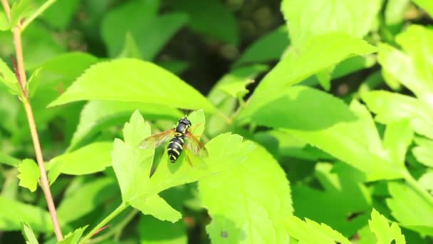 Gestreepte wasp (vlieg) zit op een blad en vertrekt — Stockvideo