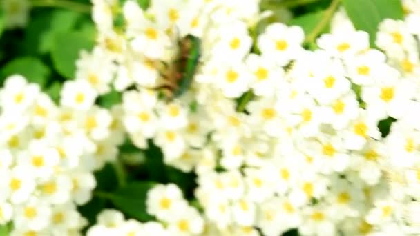 Groene bug kruipt op witte bloemen — Stockvideo