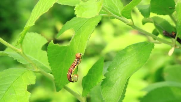 Oruga se arrastra sobre hojas verdes — Vídeos de Stock