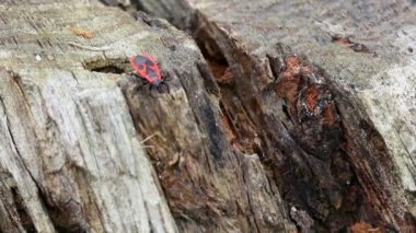 yaşlı bir ağaç üzerinde iki hata. yakın çekim