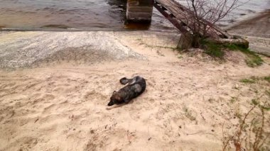 köpek baraj gölünün kıyısında yer alır.