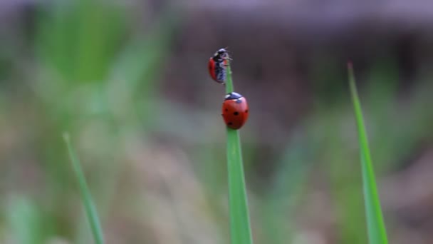 Macro d'une coccinelle sur une branche — Video