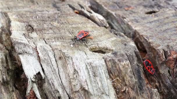 Al pie de un árbol con un insecto en él. De cerca. — Vídeos de Stock