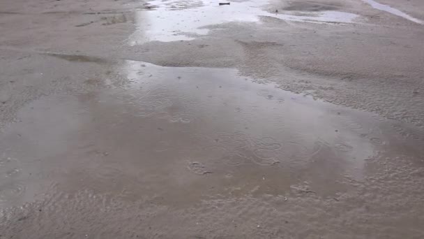 모래와 비 방울에 풀 — 비디오