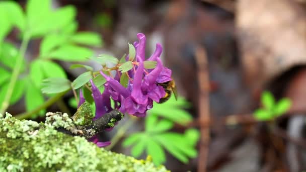 A abelha procura néctar em uma flor . — Vídeo de Stock