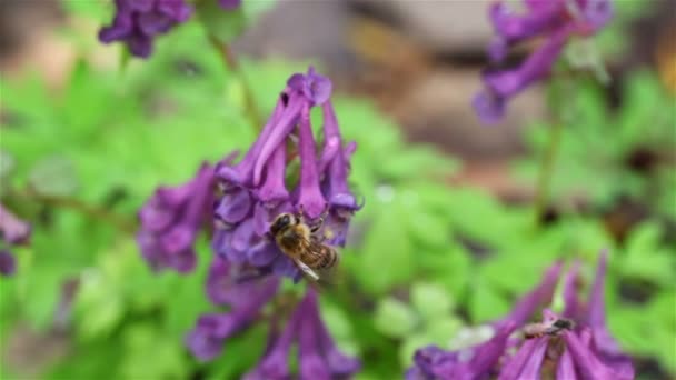 Die Biene bewegt sich mit kurzem Schnurrbart auf einer Blume — Stockvideo