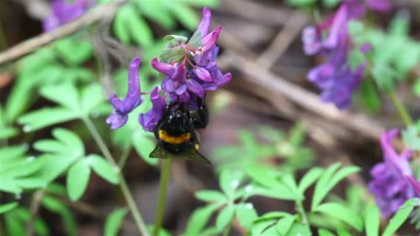 Flor violeta y abeja voladora. Macro — Vídeos de Stock
