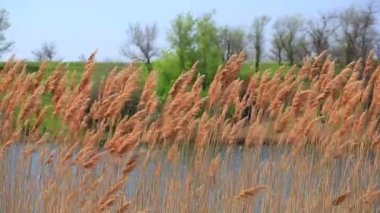 baston Nehri üzerinde gelen Rüzgar sallıyor
