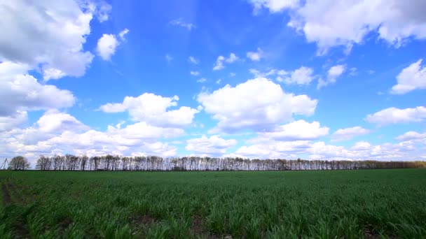 Vento move uma grama verde no campo — Vídeo de Stock