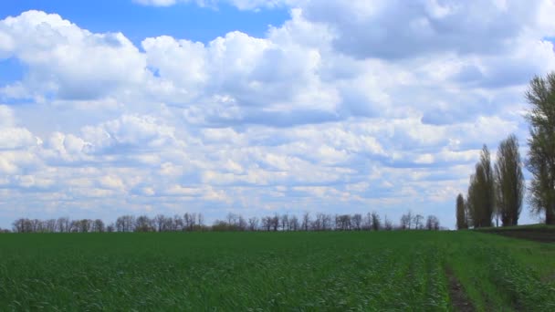 Wiatru porusza się trawa zielona w polu z drzewa — Wideo stockowe