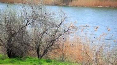 nehir yatay, baston ve kuşlar