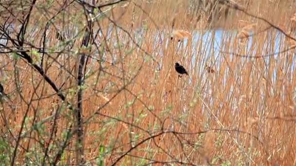Egy madár, a nád a háttérben folyó napközben — Stock videók