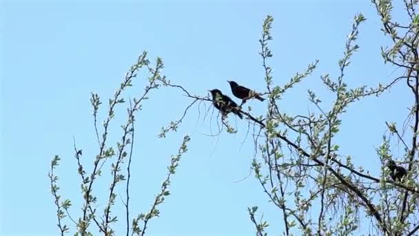 Гілка дерева з двома птахами — стокове відео