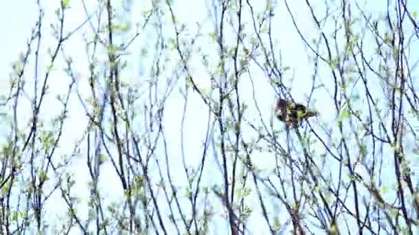 Ağaç dalı, Rüzgar ve Dengeleme üzerinde kuş, sallanan — Stok video