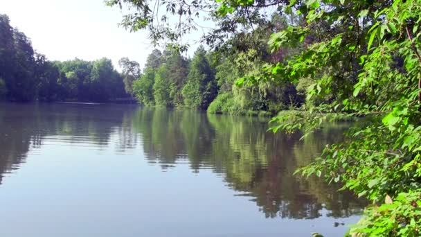 Erba e acqua in uno stagno. approccio mirato — Video Stock