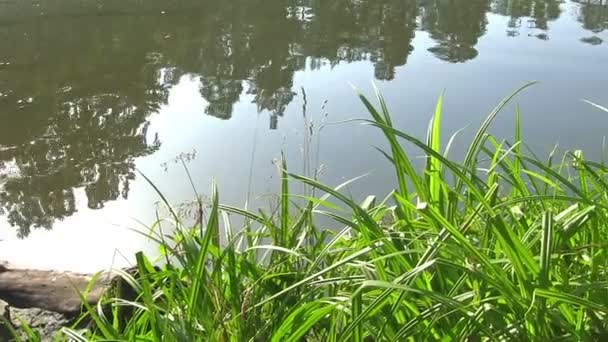 Gras und Wasser in einem Teich. Kamerafahrt — Stockvideo