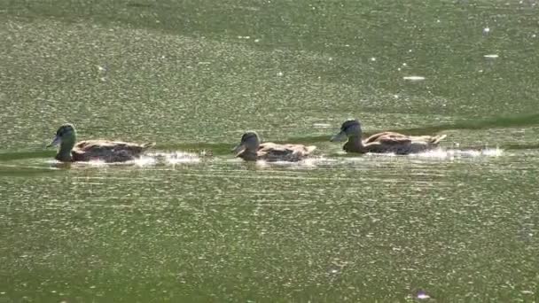 Three quickly floating ducks — Stock Video