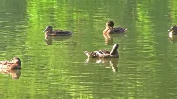 Skupina kachny plave a čistí peří — Stock video