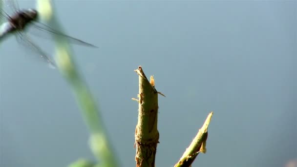 Libélula vuela y se sienta en una rama — Vídeos de Stock