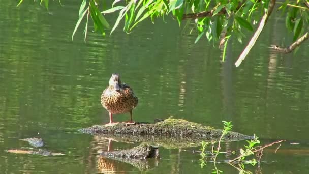 Kachna v rybníku na kládě — Stock video