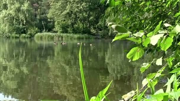 Paysage estival avec le lac et un canard 