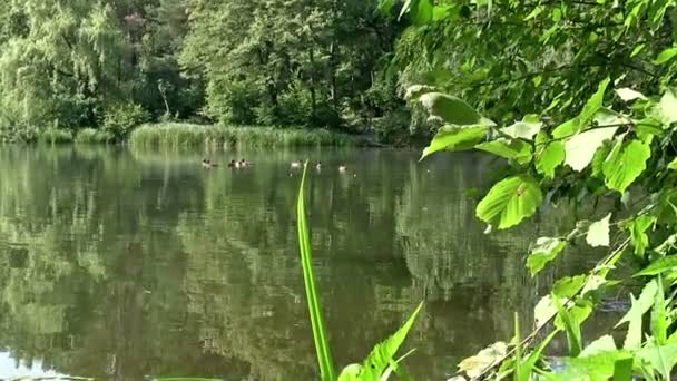 Paisaje de verano con el lago y patos — Vídeo de stock